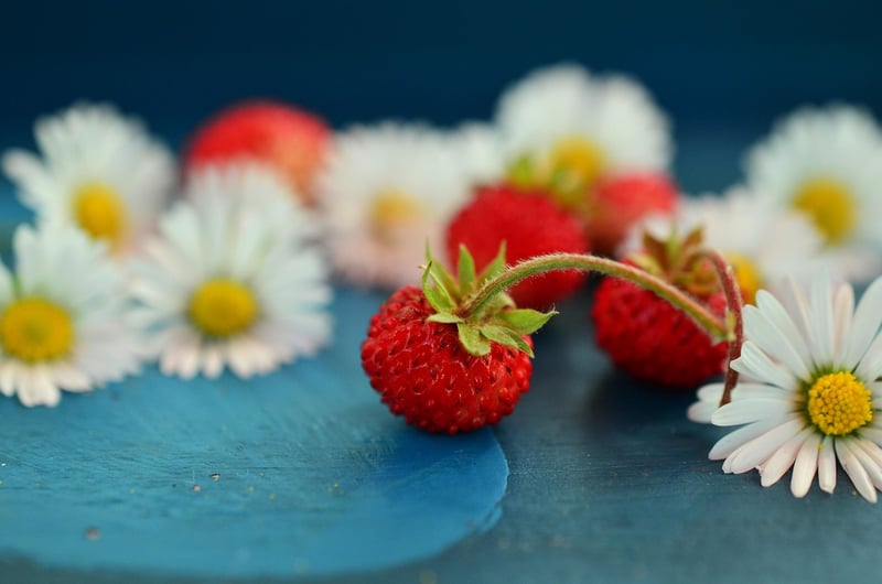 Colorful Berries