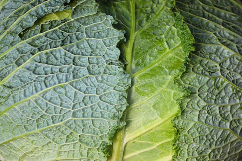 Leafy Greens
